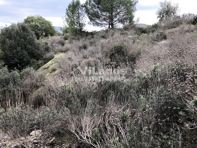 (For Sale) Land Plot || Limassol/Kalo Chorio Lemesou - 702 Sq.m, 80.000€ 