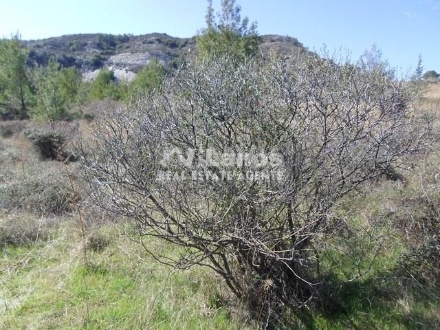 (For Sale) Land Plot || Limassol/Pera Pedi - 5.352 Sq.m, 350.000€ 