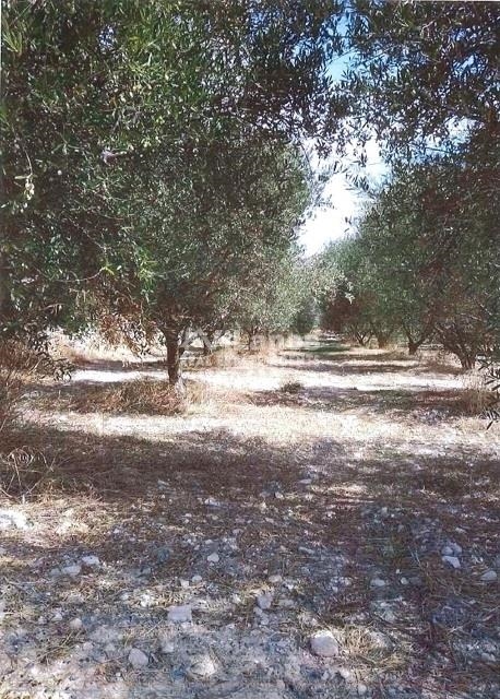 (For Sale) Land Agricultural Land  || Limassol/Dora - 3.656 Sq.m, 32.000€ 